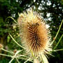 Large Thistle