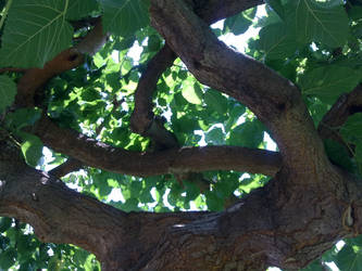 Tree shadow