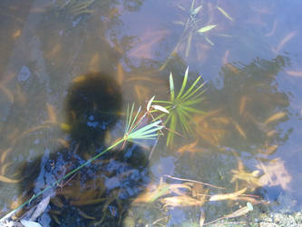 Water, leaves and shadow