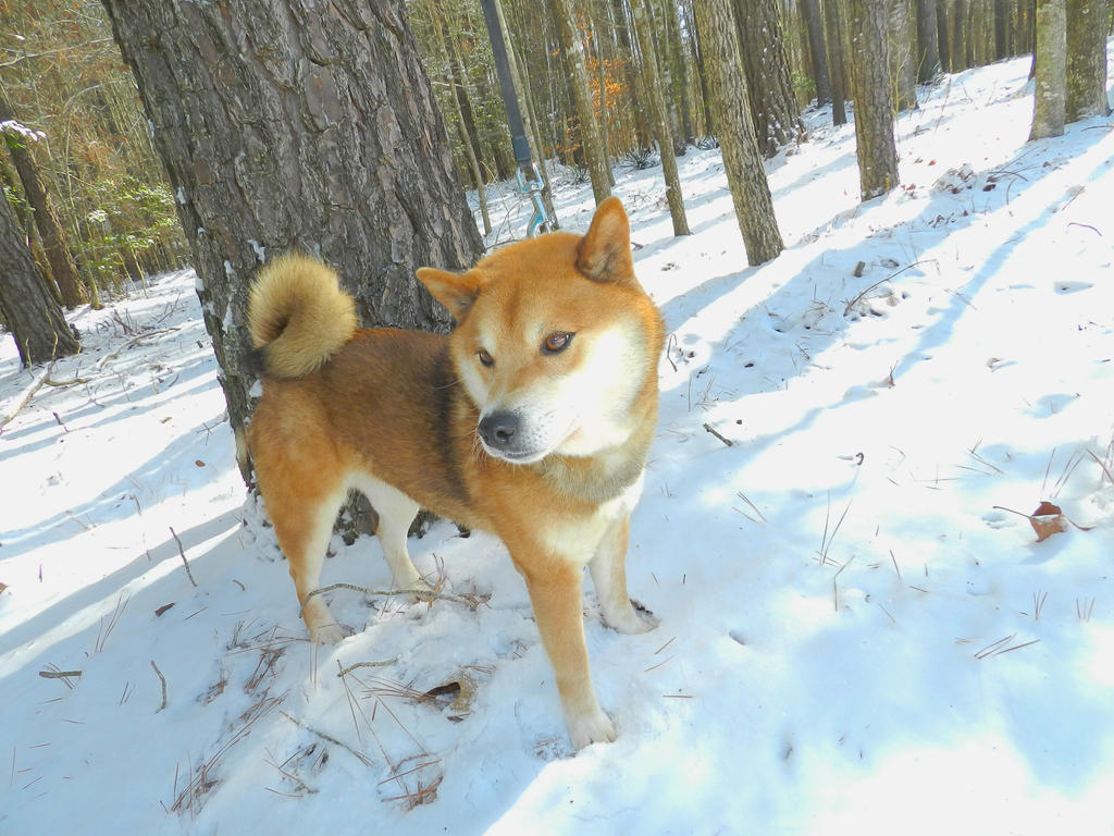 Snow Day!