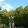 Forest Guardian