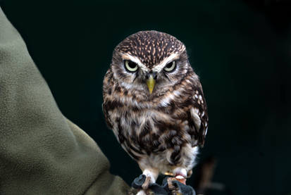 Tonbridge Medieval Fayre (3)