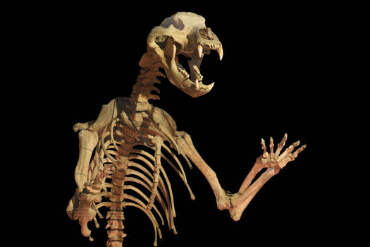 Cheddar Cave Bear