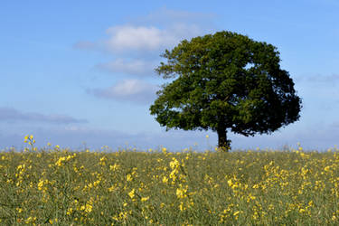 South of Tunbridge Wells