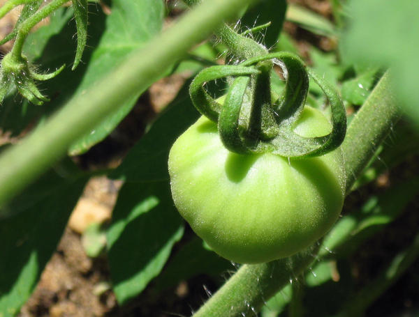 First Tomato by LindseyGloria on DeviantArt