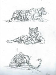 Tiger sketches