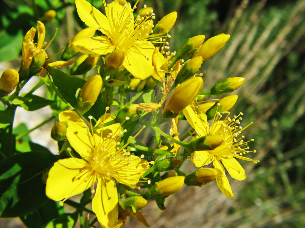 Mellow Yellow by mozzie67 on DeviantArt