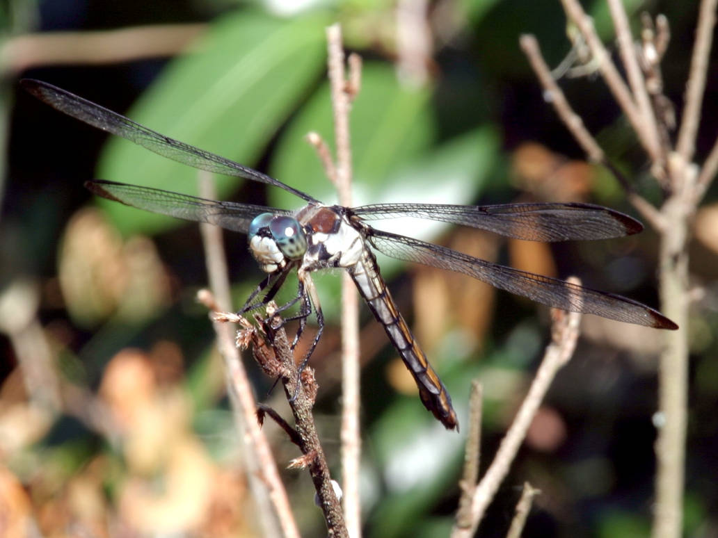 Smiling Dragonfly by davebb on DeviantArt
