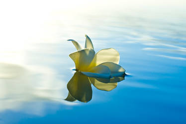 Frangipane flower on water