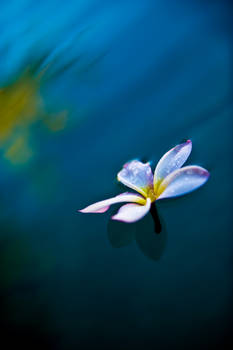 frangipane flower in water