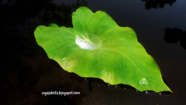 Floating Green Leaf