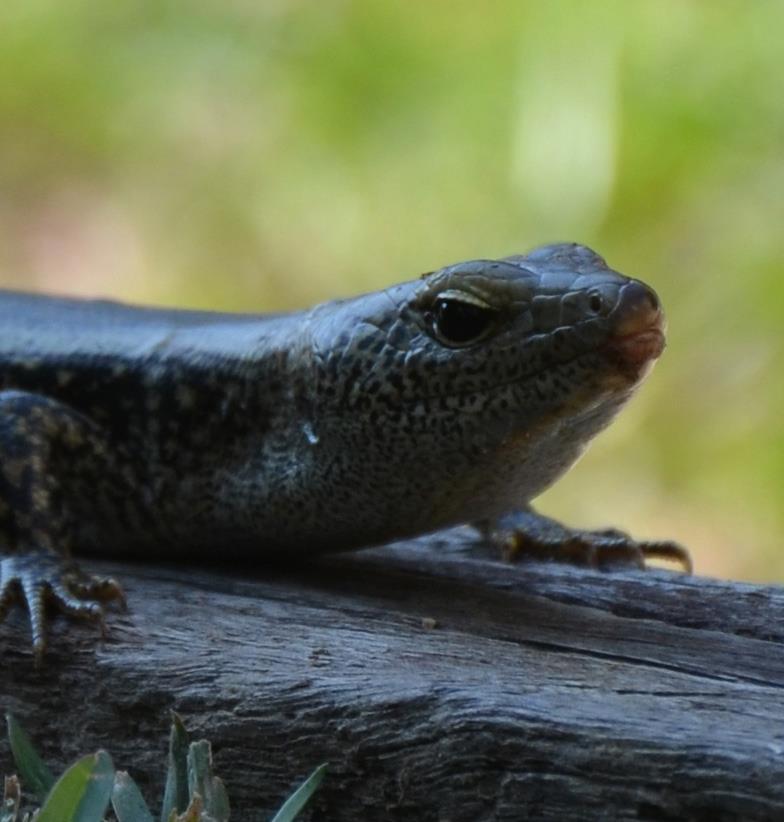 Little skink