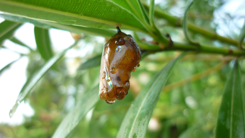 Chrysalis 3