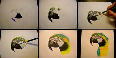 Step by Step Parrot