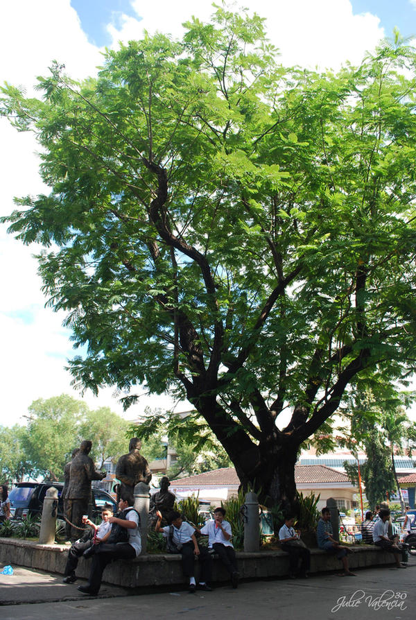 Siar Seeds Siar Tree by dyuleh on DeviantArt