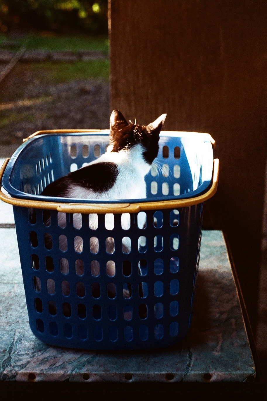 kitty in a basket