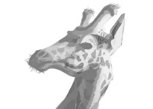 High Key Giraffe