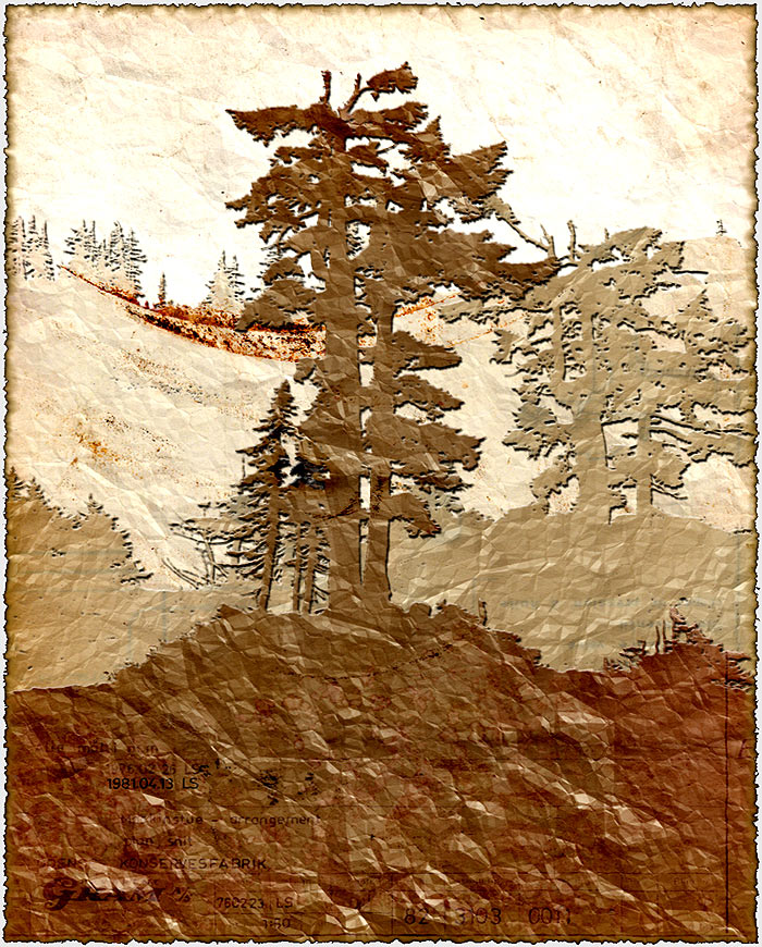 Mountain Hemlock 3