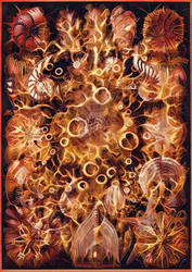 Haeckel Variation 21