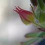 Wild Geranium Bloom-Bud