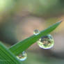 Drops of Dew