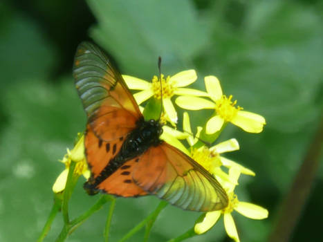 Orange and Black Butterfly