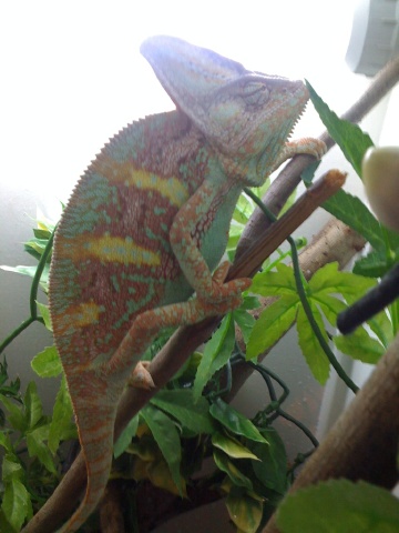 Male Yemen Veiled Chameleon