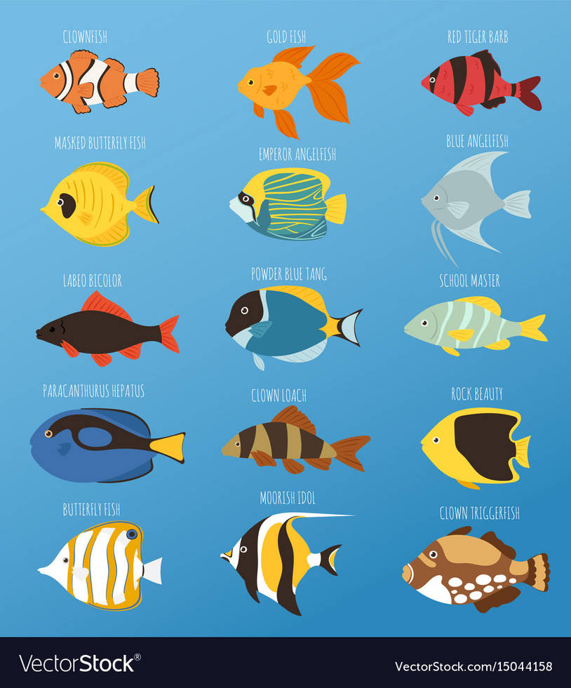 Exotic-tropical-fish-race-different-breed-colors-v by Drakiri-Archives Exotic-tropical-fish-race-different-breed-colors-v by Drakiri-Archives