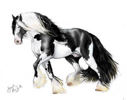 Gypsy Vanner