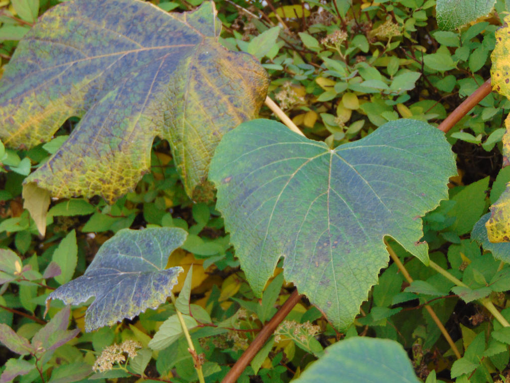 Indian Summer Leaves  003