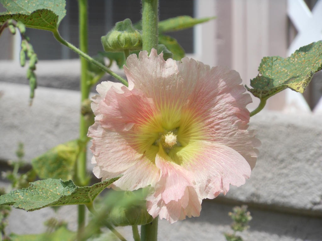 Hollyhock Heaven 005