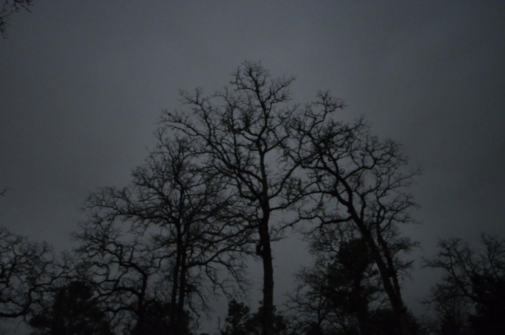 Tree Mdark Trees in the Dark by Sam-I-Am668 on DeviantArt