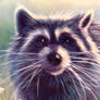 Rocky Racoon