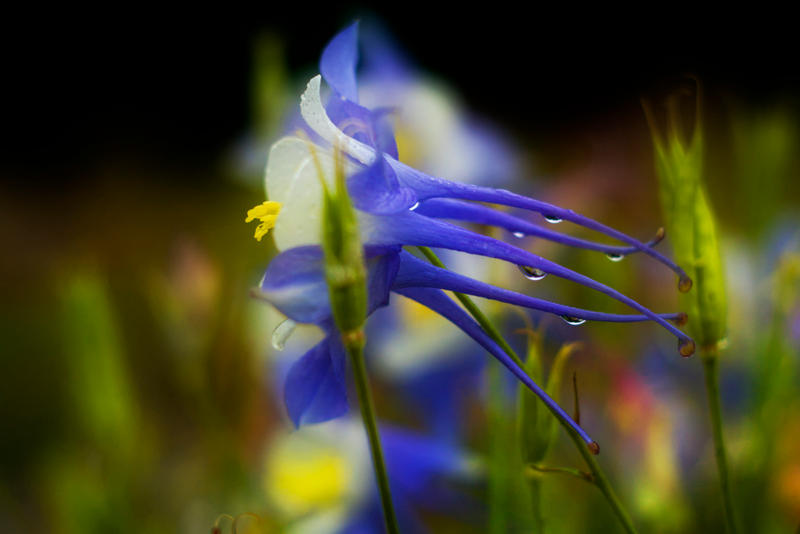 Flower warrior by sZXZ on DeviantArt