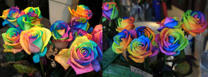 Rosas arco iris - portada para Facebook by BiancaPeres on DeviantArt