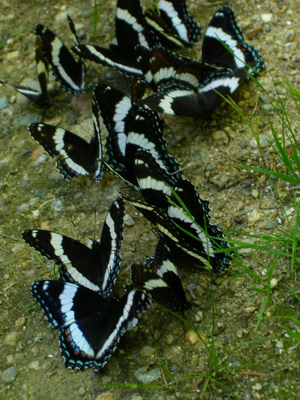 Butterflies