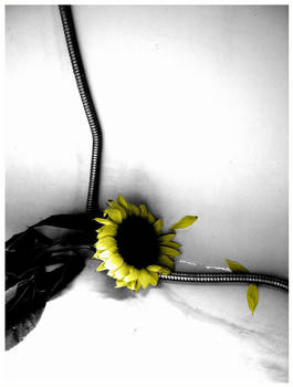 Sunflower II