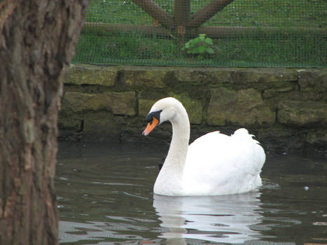 Cisne