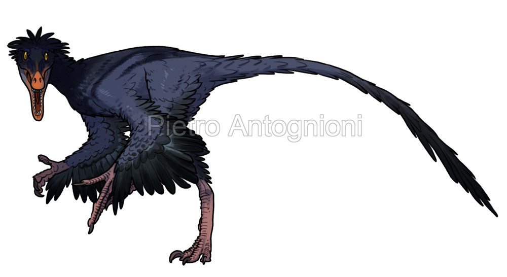 Buitreraptor