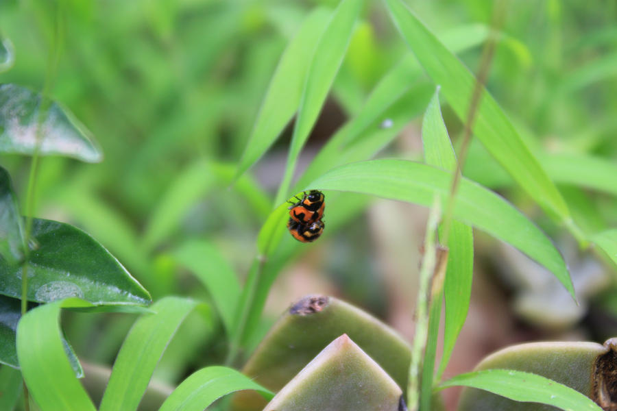 Lady Bug Make out 1