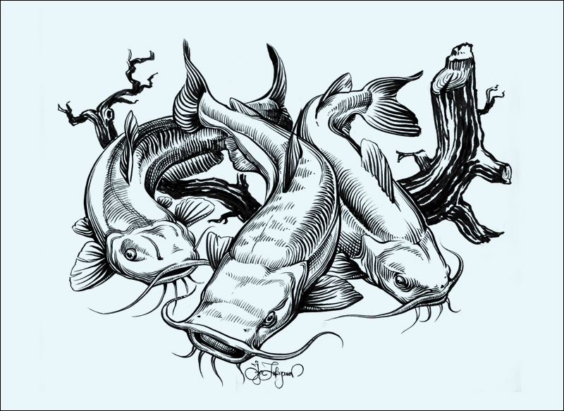 Catfish by Lui-freelancer on DeviantArt