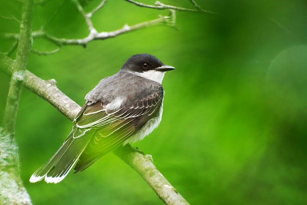 Eastern Kingbird