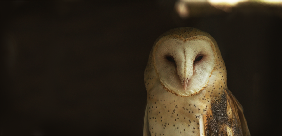 Barn Owl