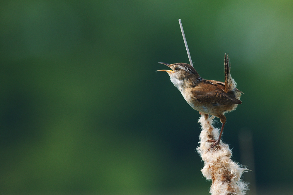 Marsh Wren Calling