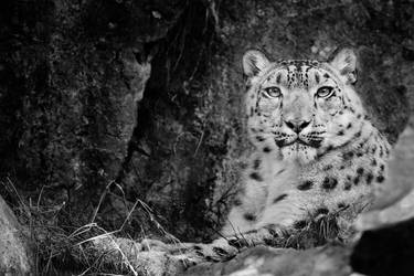 Snow Leopard