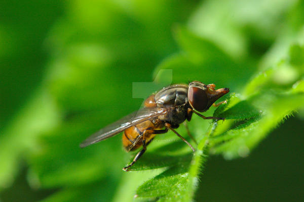 Hover Fly 2