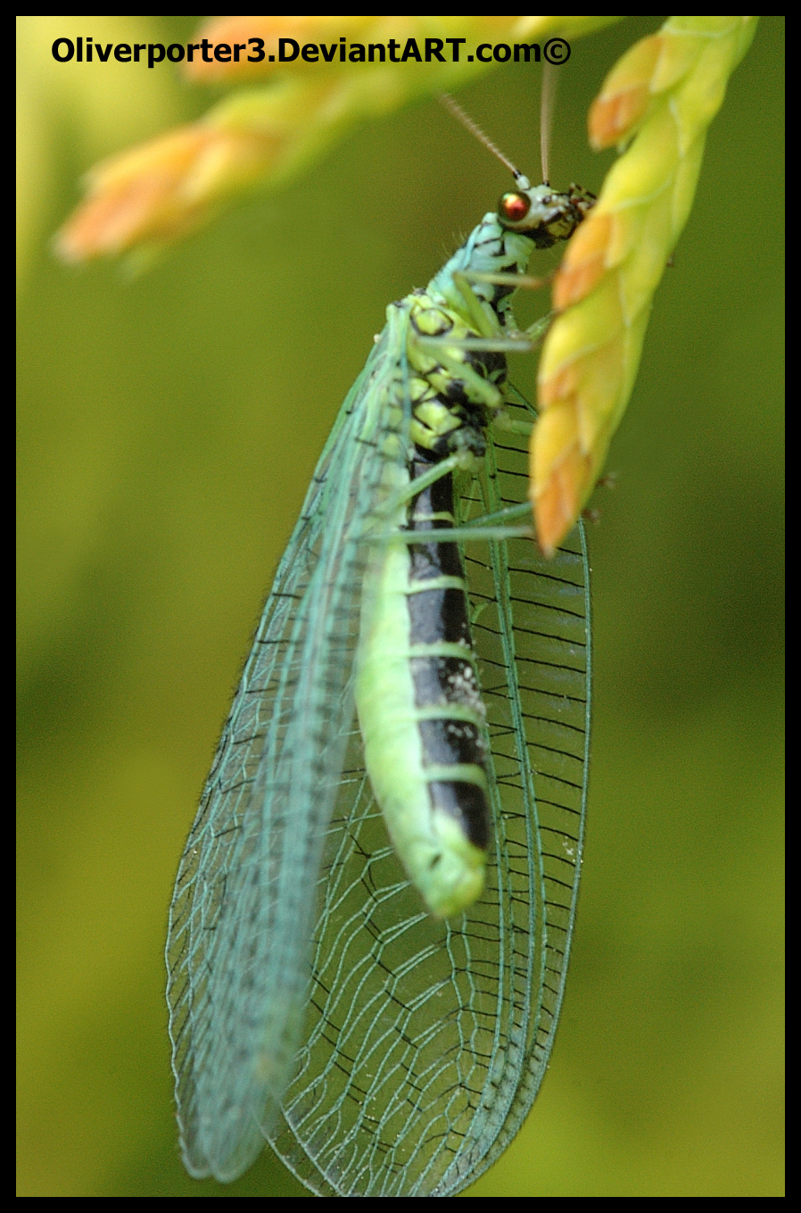 Green Lacewing Resting