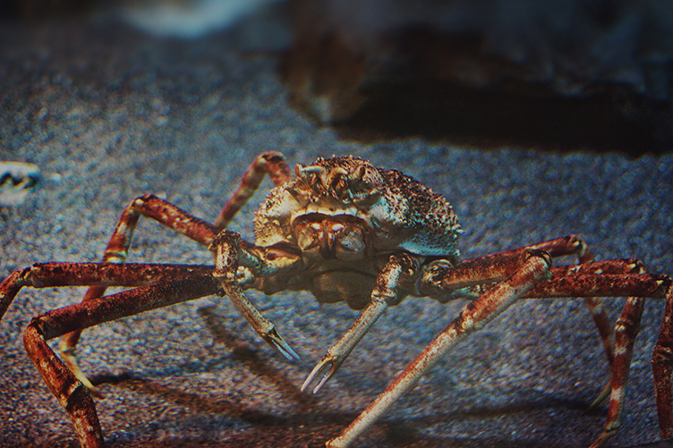 Crab ^^