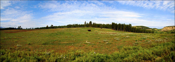 Muskox meadow - Panorama