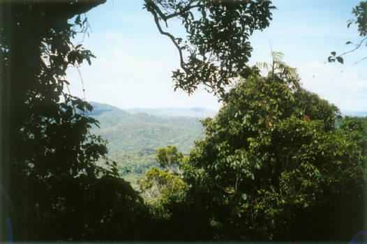 Rainforest Lookout